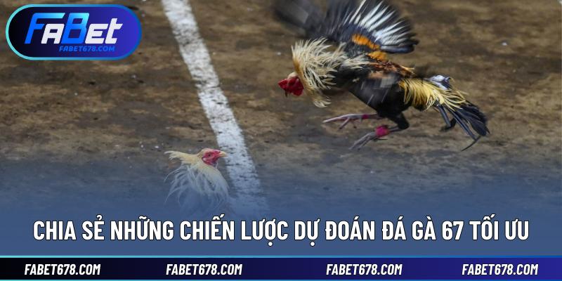 Chia sẻ những chiến lược dự đoán đá gà 67 tối ưu