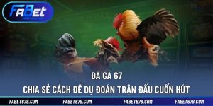 Đá Gà 67